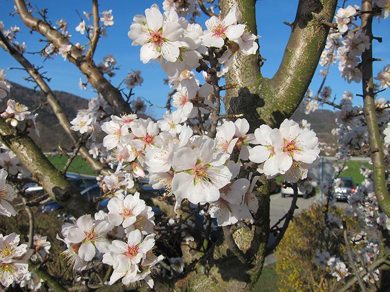 Wachau